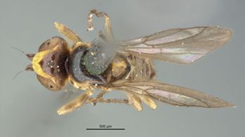 Media type: image;   Entomology 13351 Aspect: habitus dorsal view